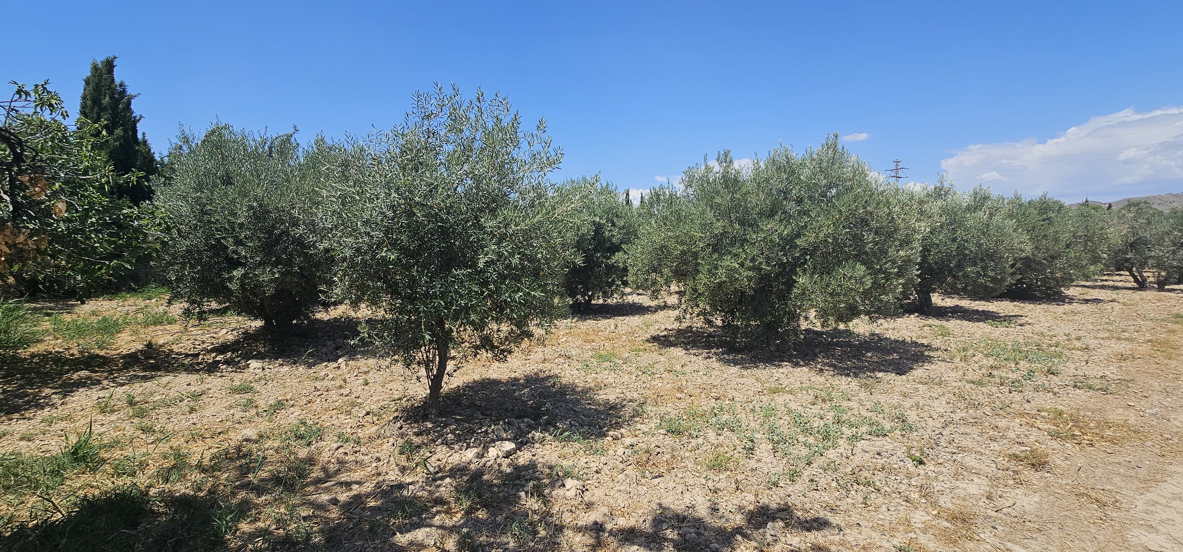 Venta Parcela Rústica de regadío en Las Suertes – Diseminado Lebor Bajo (Totana, Murcia) - imagen 9
